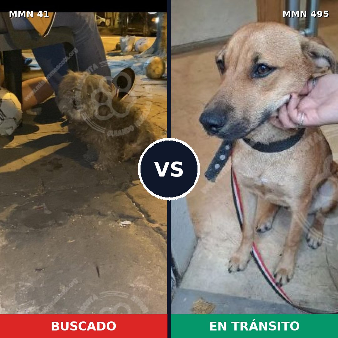 Comparativa MMS 1794: mascota perdida y mascota encontrada, 58% de similitud