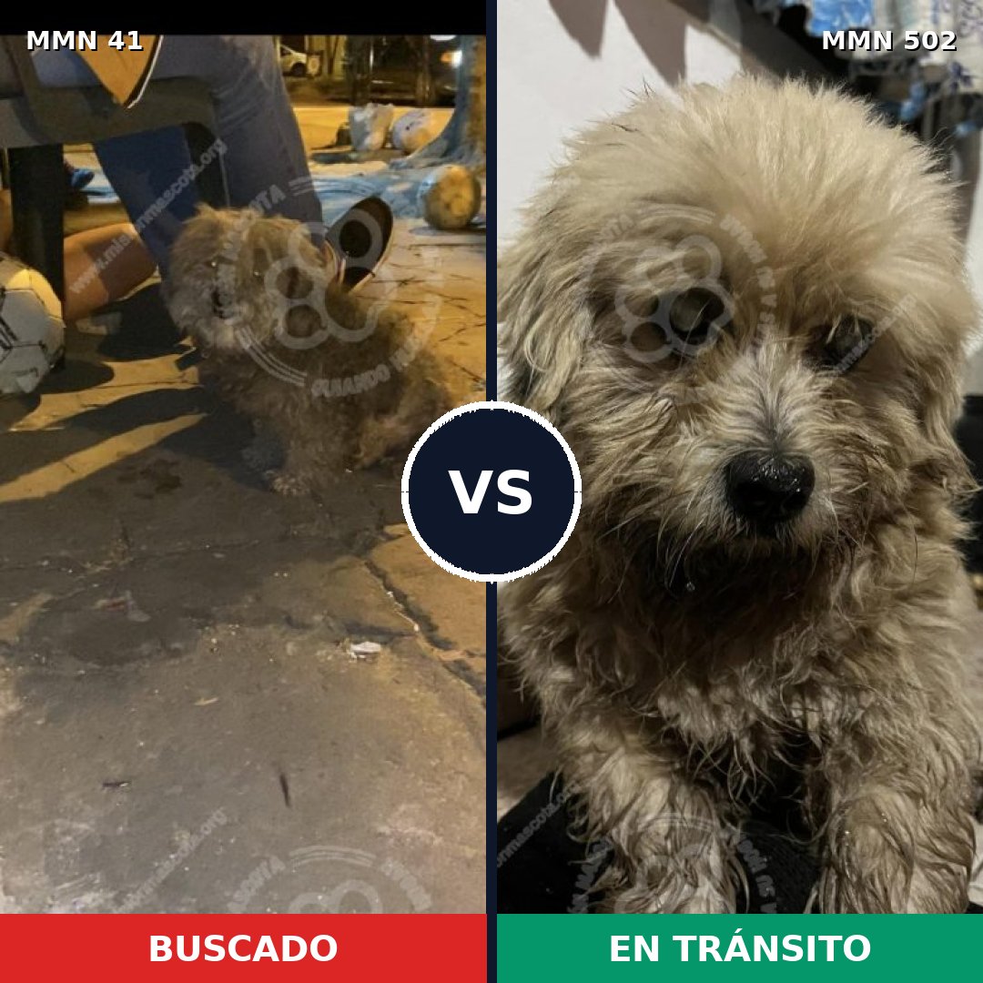 Comparativa MMS 1795: mascota perdida y mascota encontrada, 72% de similitud