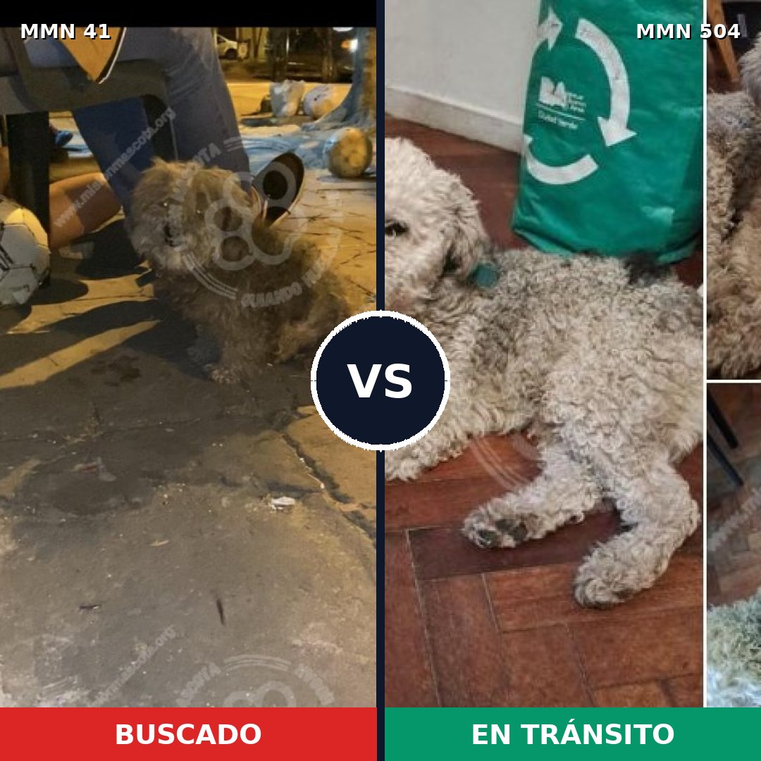 Comparativa MMS 1796: mascota perdida y mascota encontrada, 39% de similitud