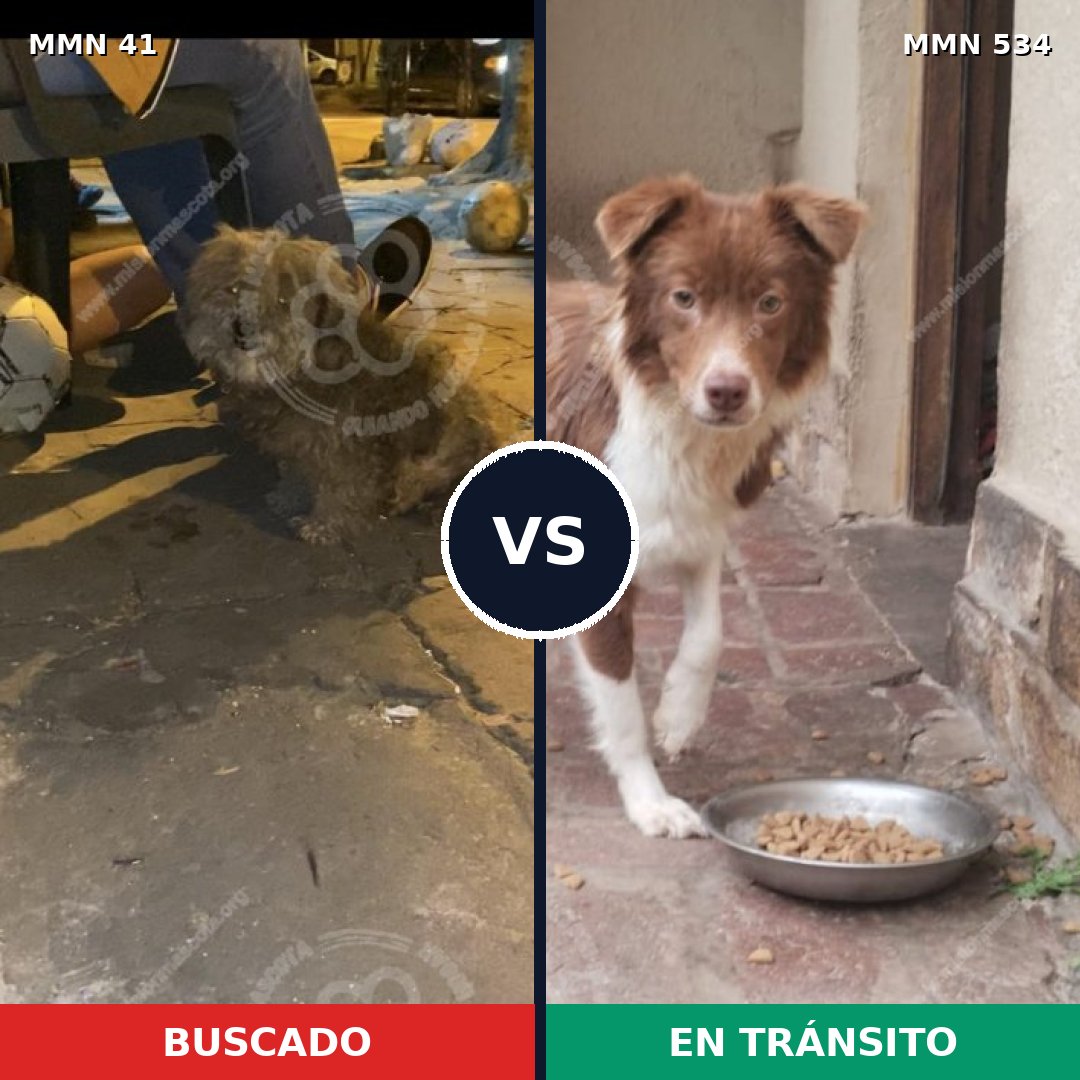 Comparativa MMS 1798: mascota perdida y mascota encontrada, 63% de similitud
