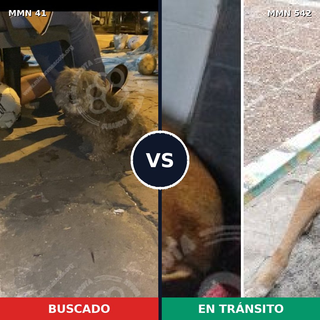 Comparativa MMS 1799: mascota perdida y mascota encontrada, 49% de similitud