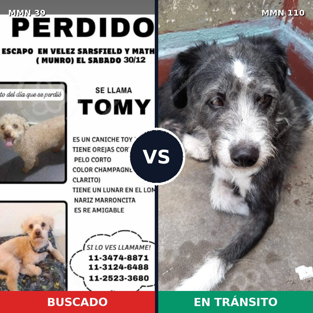 Comparativa MMS 18: mascota perdida y mascota encontrada, 25% de similitud