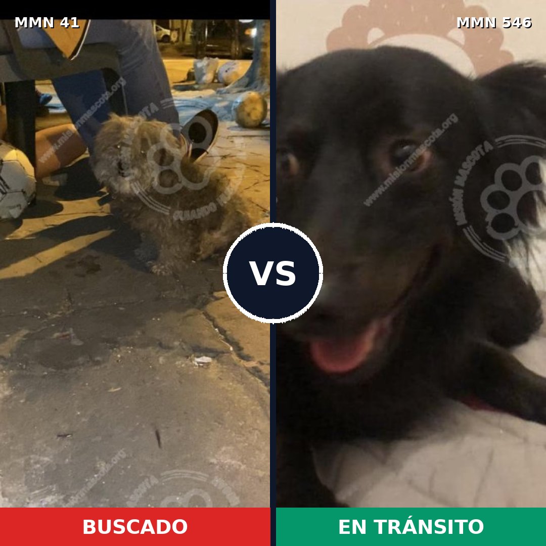 Comparativa MMS 1800: mascota perdida y mascota encontrada, 71% de similitud