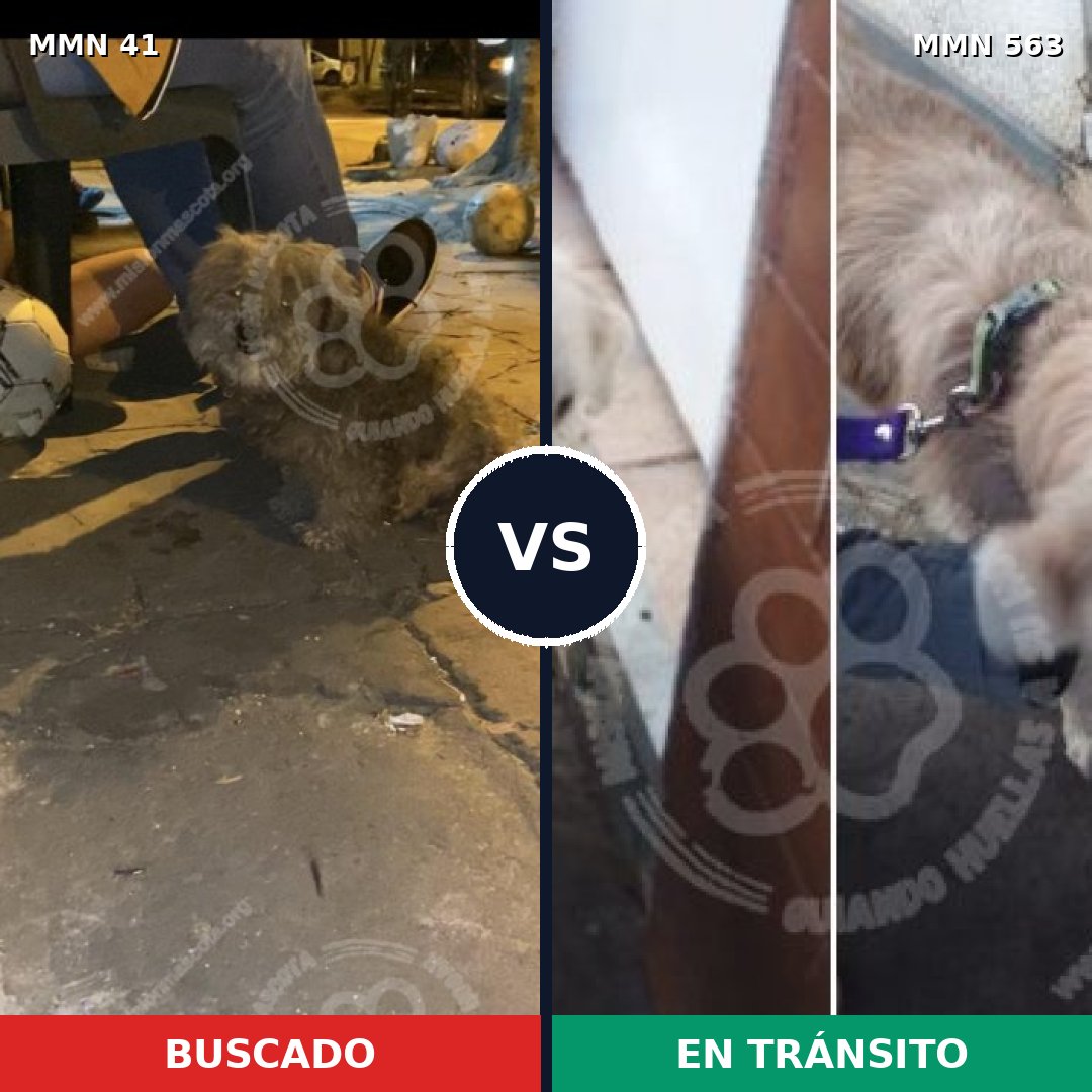 Comparativa MMS 1801: mascota perdida y mascota encontrada, 30% de similitud