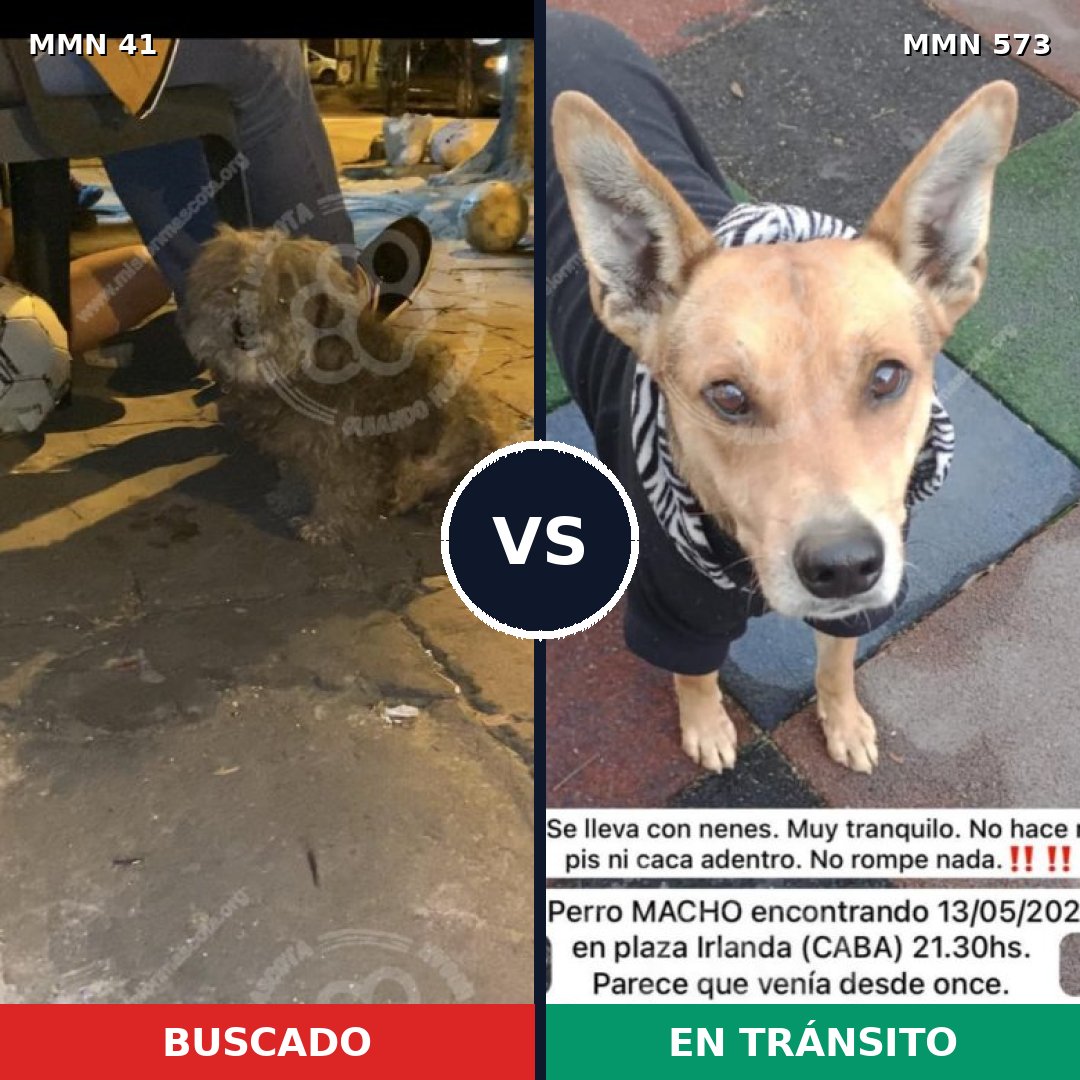 Comparativa MMS 1802: mascota perdida y mascota encontrada, 58% de similitud