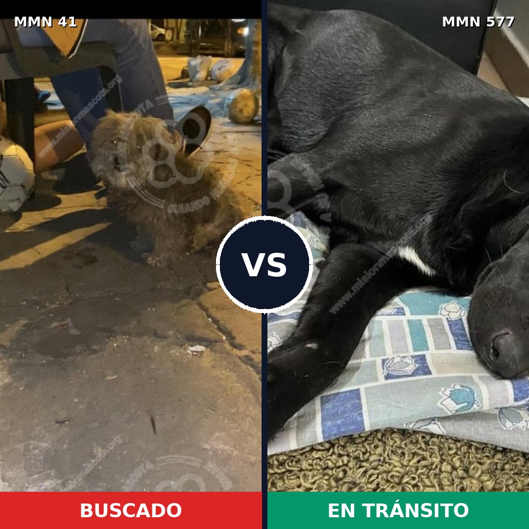 Comparativa MMS 1803: mascota perdida y mascota encontrada, 60% de similitud