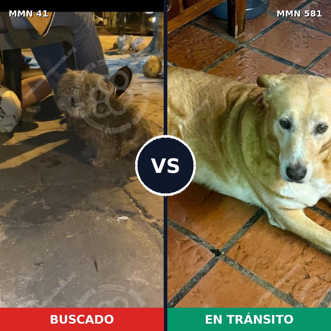 Comparativa MMS 1804: mascota perdida y mascota encontrada, 51% de similitud