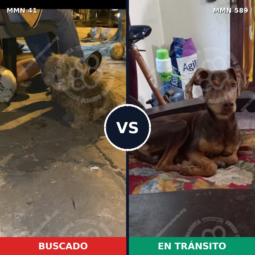Comparativa MMS 1805: mascota perdida y mascota encontrada, 59% de similitud