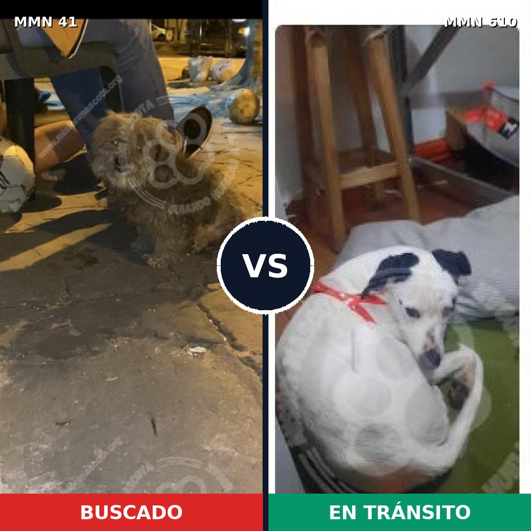 Comparativa MMS 1806: mascota perdida y mascota encontrada, 62% de similitud