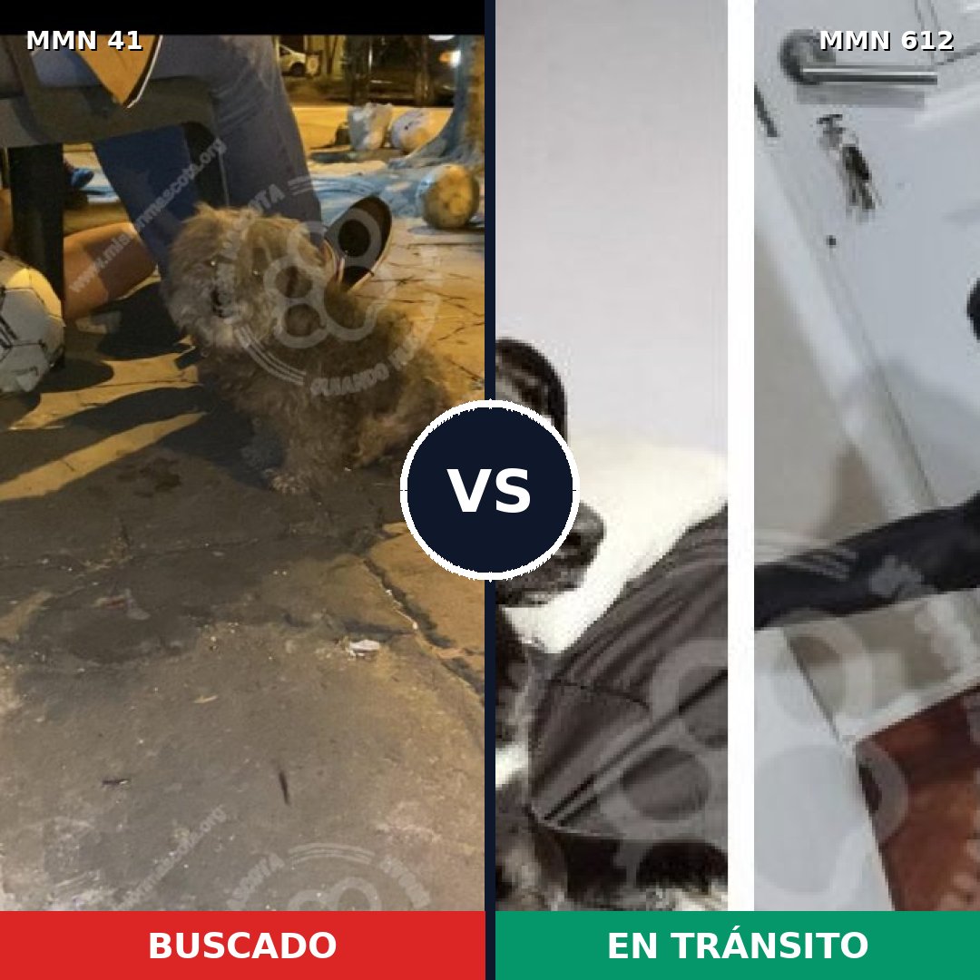 Comparativa MMS 1807: mascota perdida y mascota encontrada, 60% de similitud