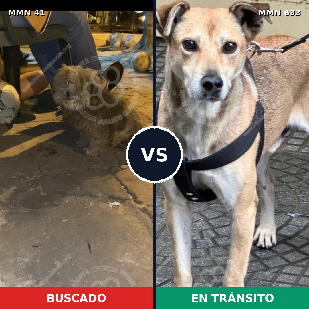 Comparativa MMS 1808: mascota perdida y mascota encontrada, 64% de similitud