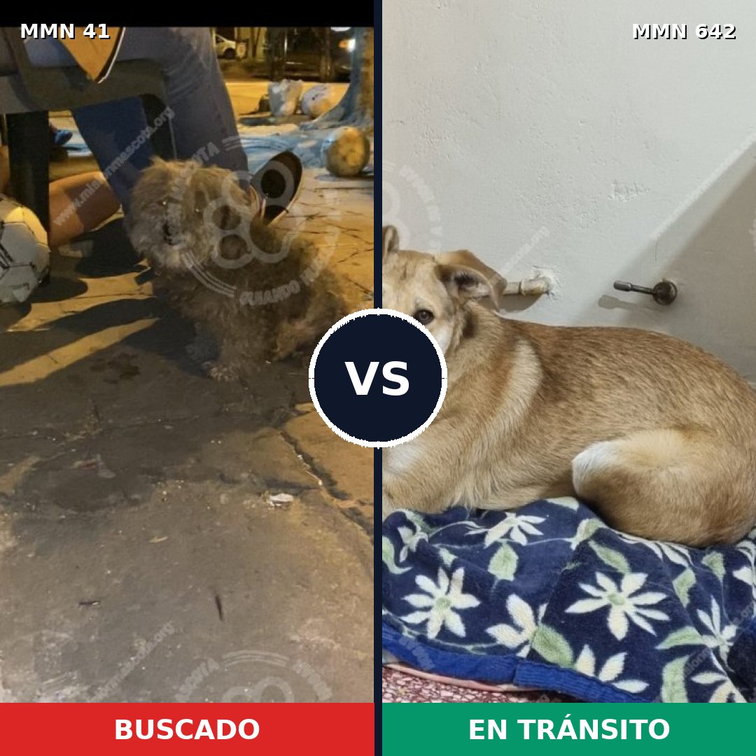 Comparativa MMS 1809: mascota perdida y mascota encontrada, 44% de similitud