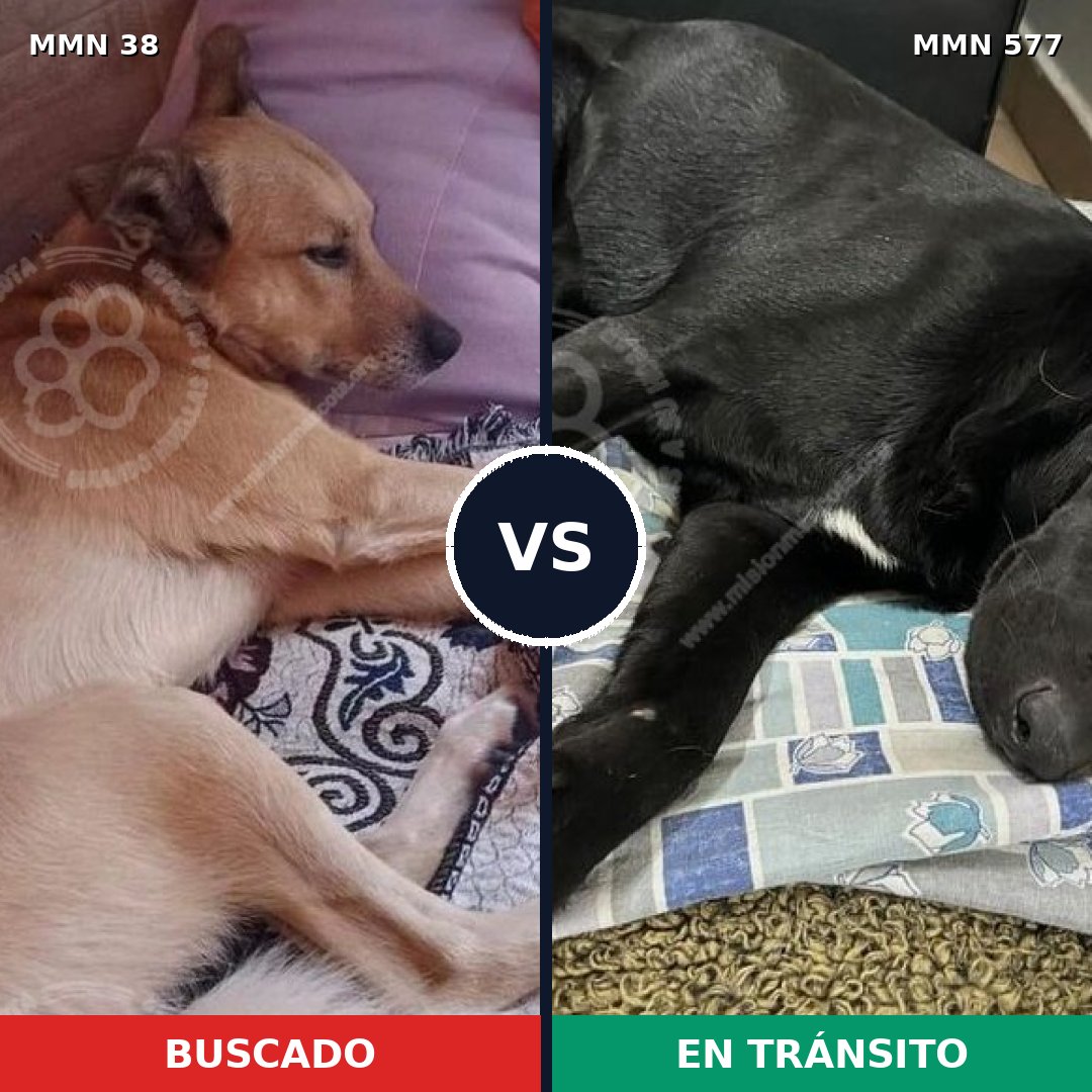 Comparativa MMS 181: mascota perdida y mascota encontrada, 63% de similitud