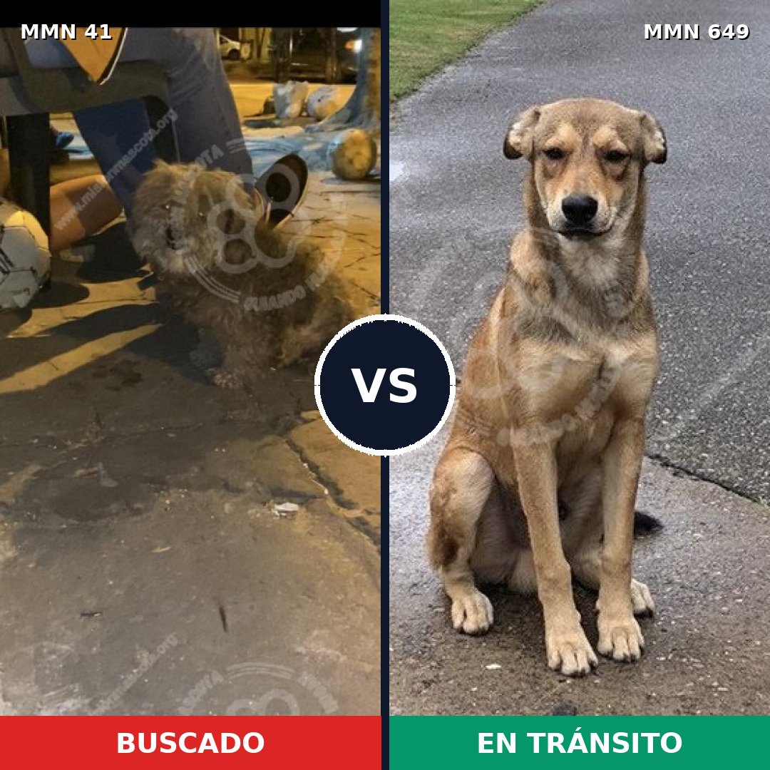 Comparativa MMS 1810: mascota perdida y mascota encontrada, 17% de similitud