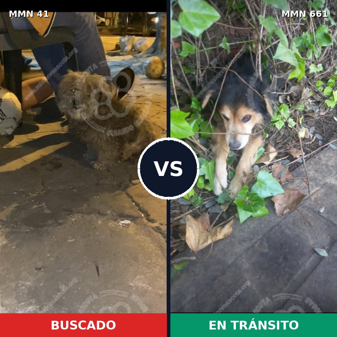 Comparativa MMS 1811: mascota perdida y mascota encontrada, 48% de similitud