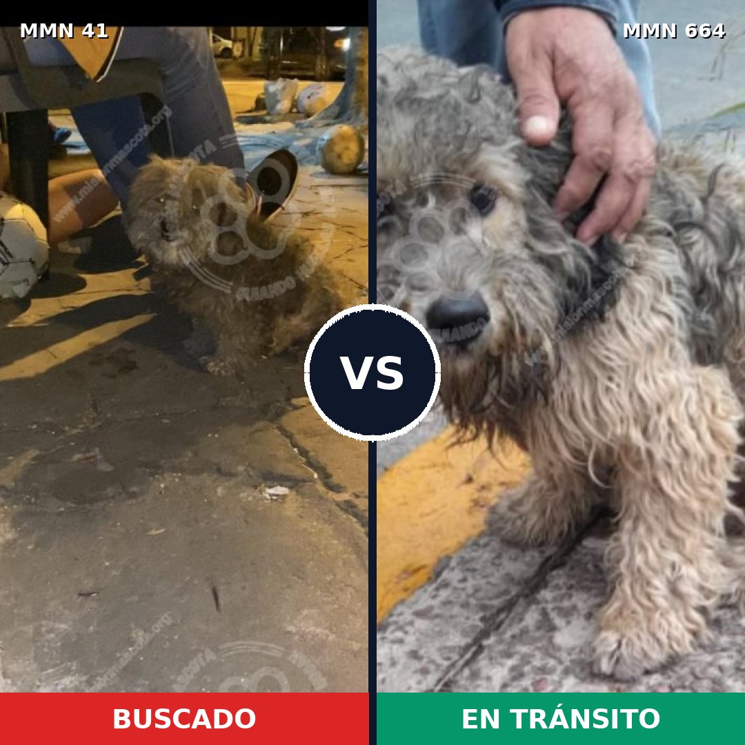 Comparativa MMS 1812: mascota perdida y mascota encontrada, 63% de similitud