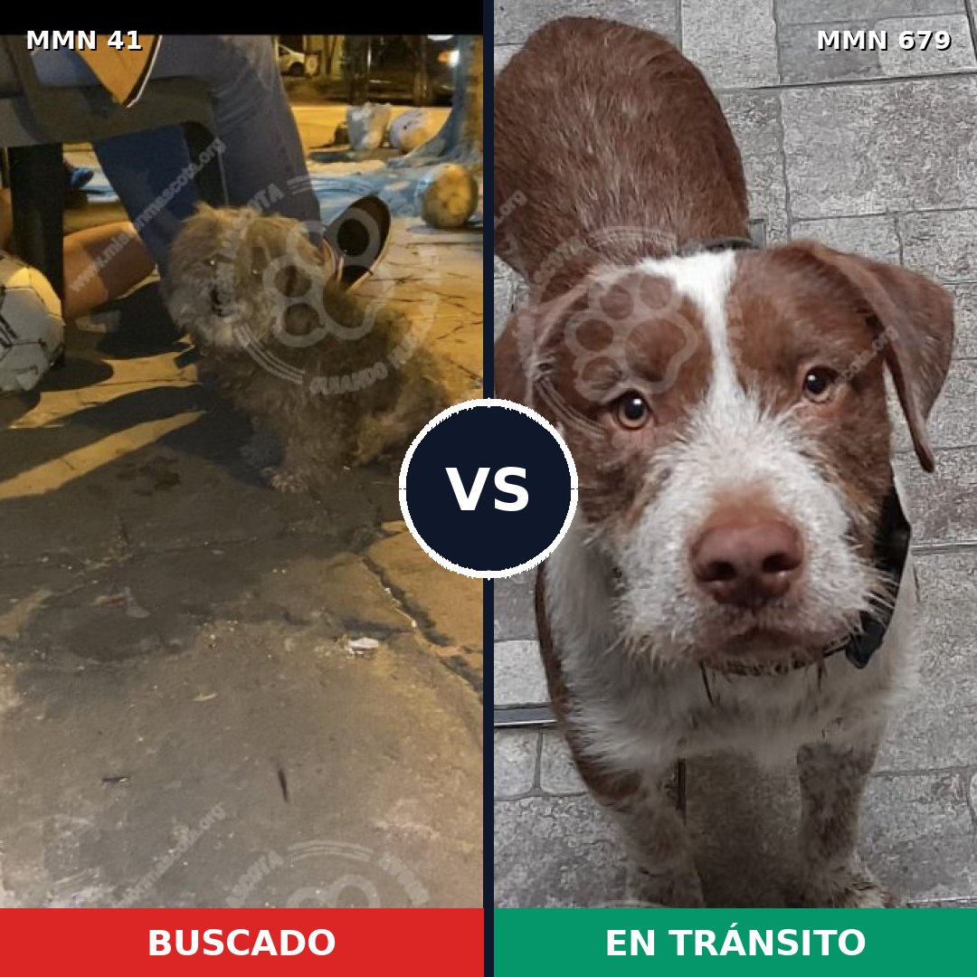 Comparativa MMS 1814: mascota perdida y mascota encontrada, 48% de similitud