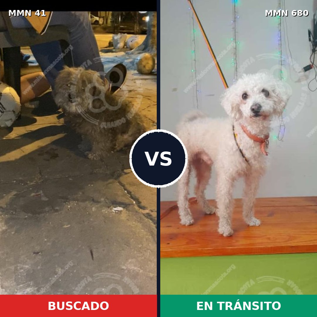 Comparativa MMS 1815: mascota perdida y mascota encontrada, 42% de similitud