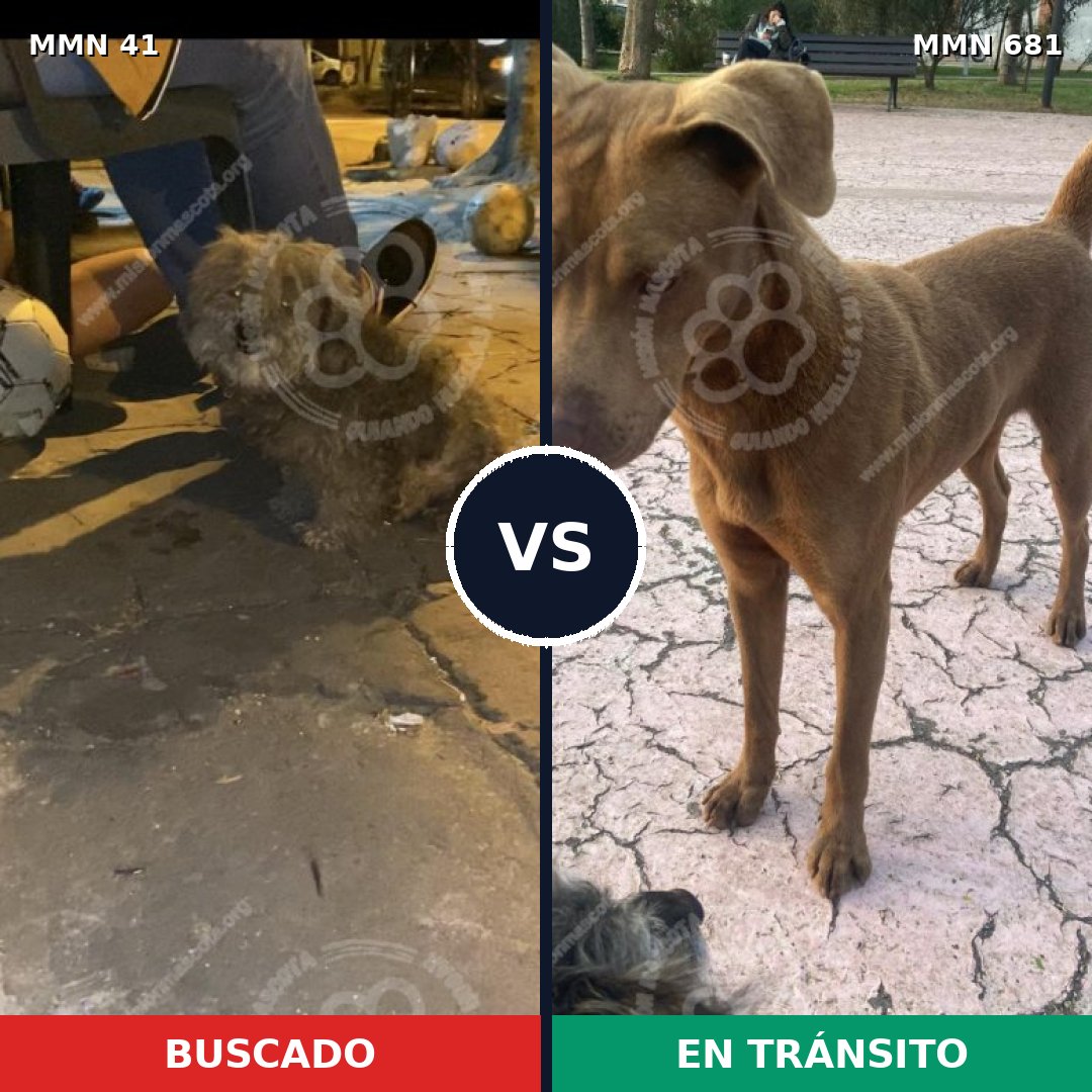 Comparativa MMS 1816: mascota perdida y mascota encontrada, 18% de similitud