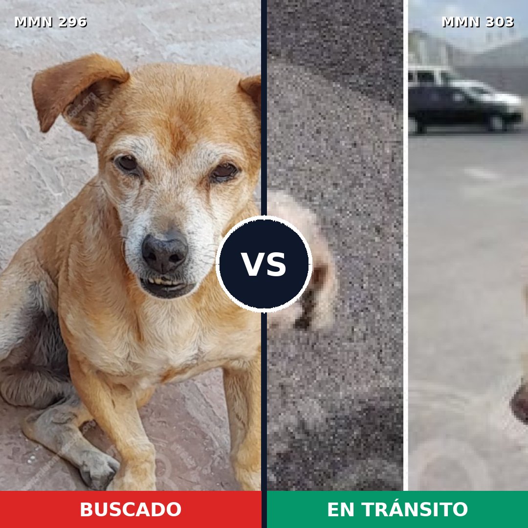 Comparativa MMS 18160: mascota perdida y mascota encontrada, 35% de similitud