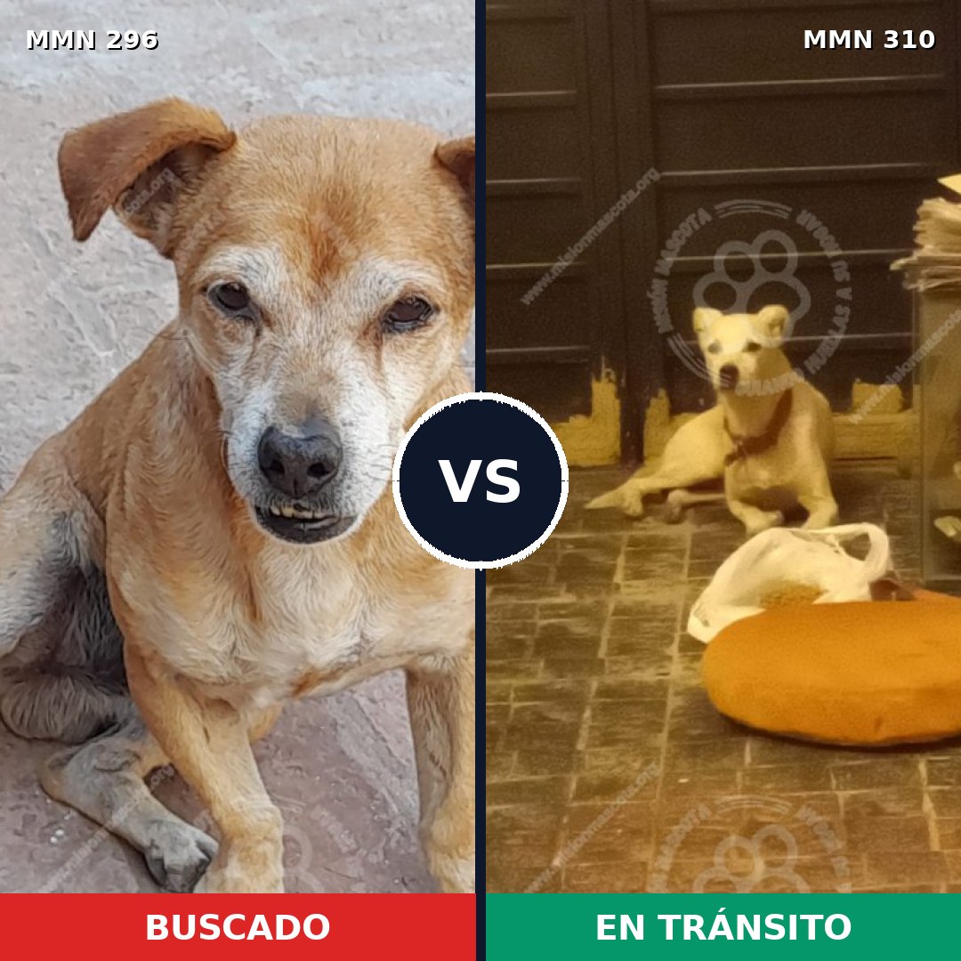 Comparativa MMS 18161: mascota perdida y mascota encontrada, 76% de similitud