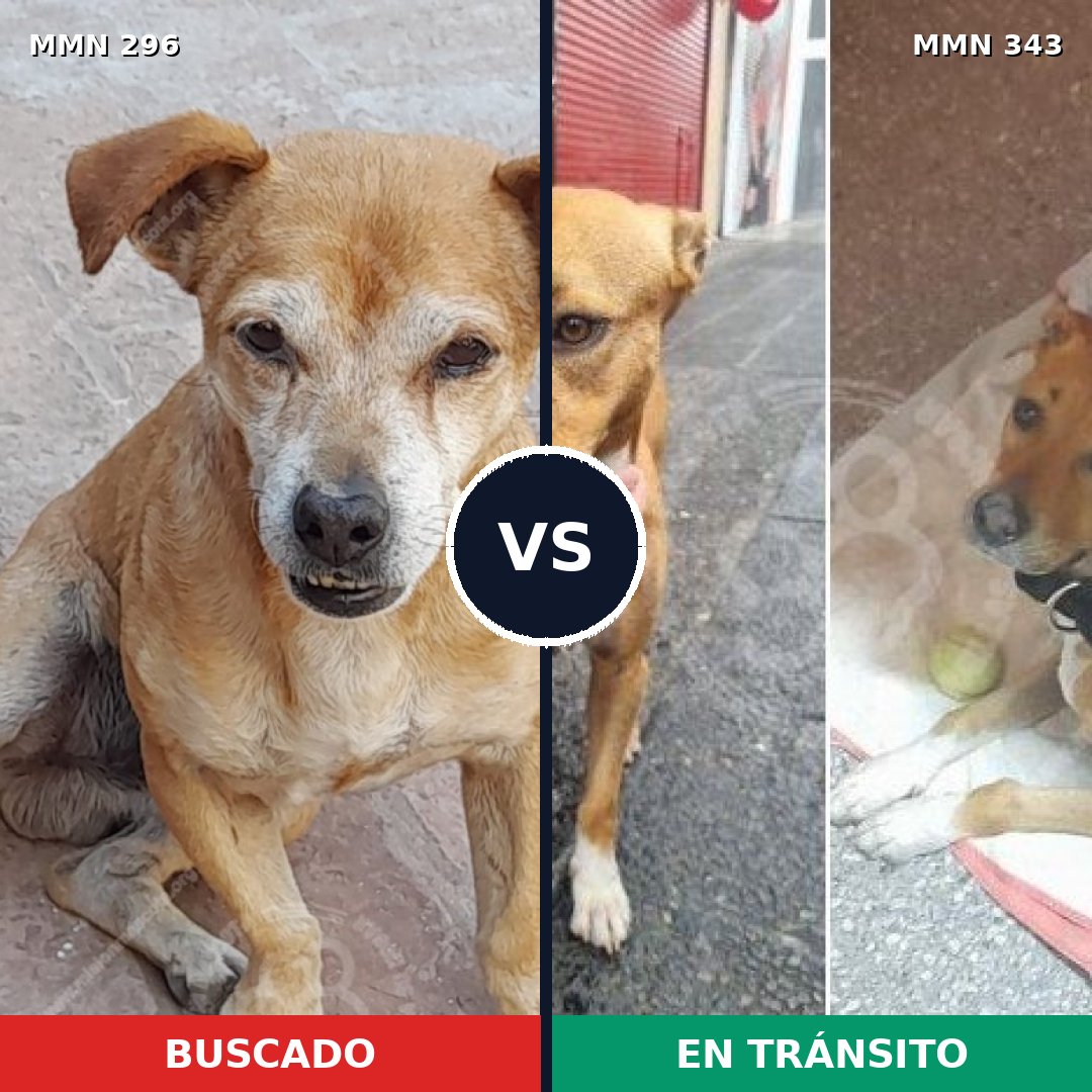 Comparativa MMS 18162: mascota perdida y mascota encontrada, 90% de similitud