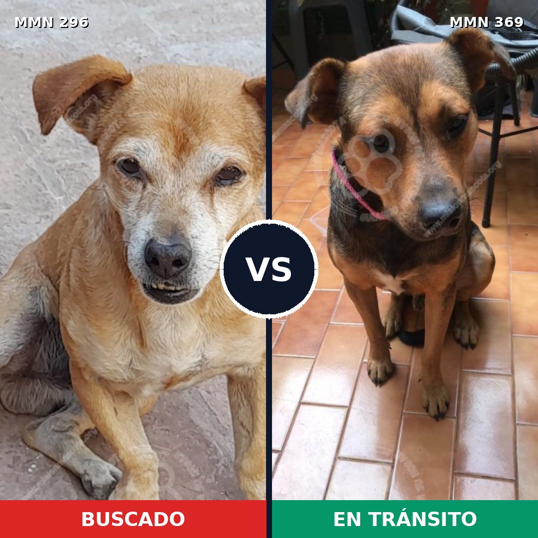 Comparativa MMS 18163: mascota perdida y mascota encontrada, 73% de similitud