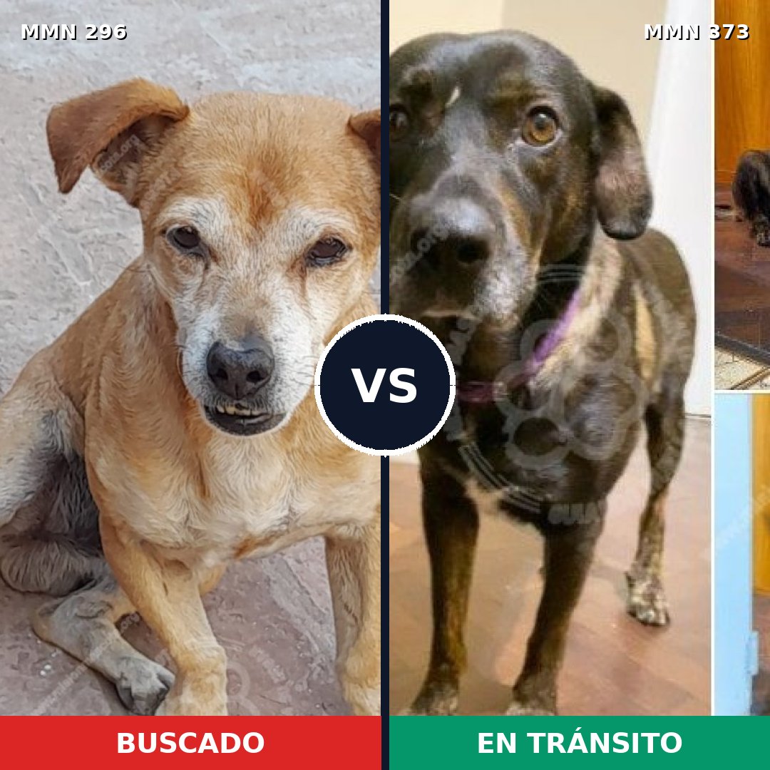 Comparativa MMS 18164: mascota perdida y mascota encontrada, 68% de similitud