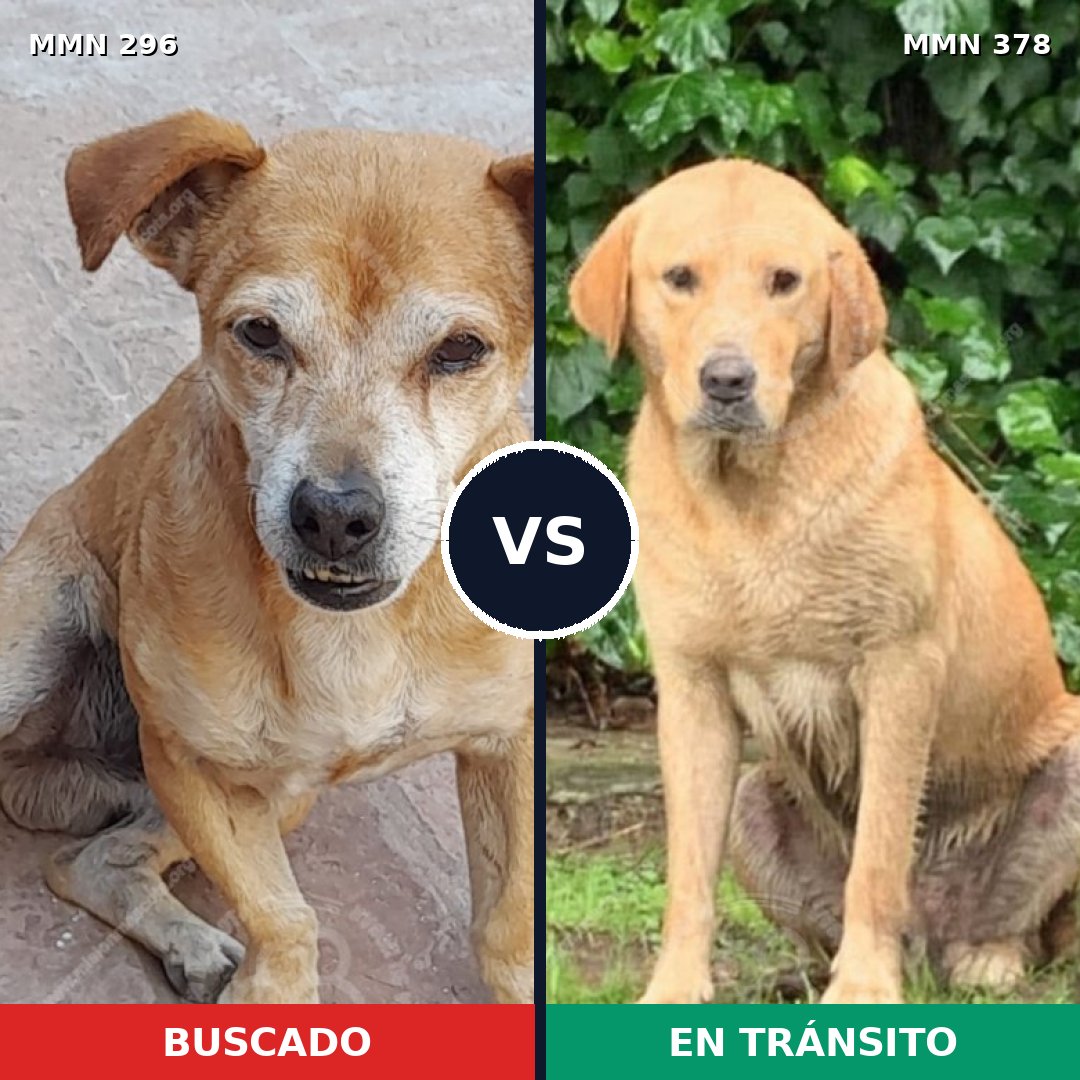 Comparativa MMS 18166: mascota perdida y mascota encontrada, 42% de similitud