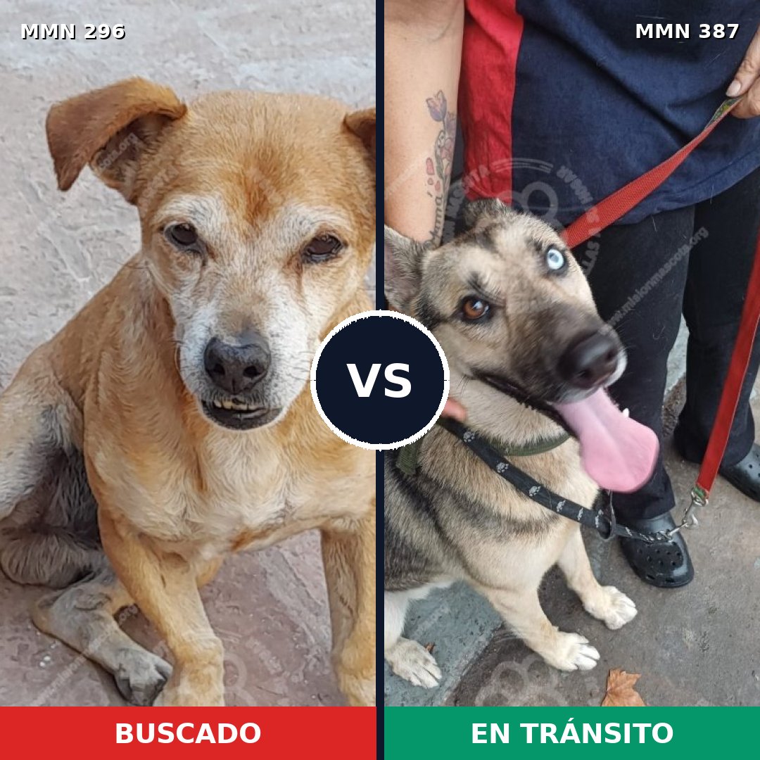 Comparativa MMS 18167: mascota perdida y mascota encontrada, 40% de similitud