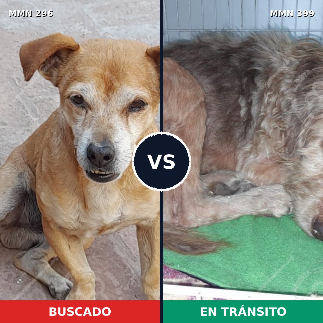 Comparativa MMS 18168: mascota perdida y mascota encontrada, 76% de similitud