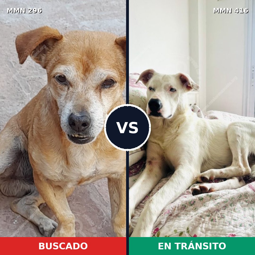 Comparativa MMS 18169: mascota perdida y mascota encontrada, 68% de similitud