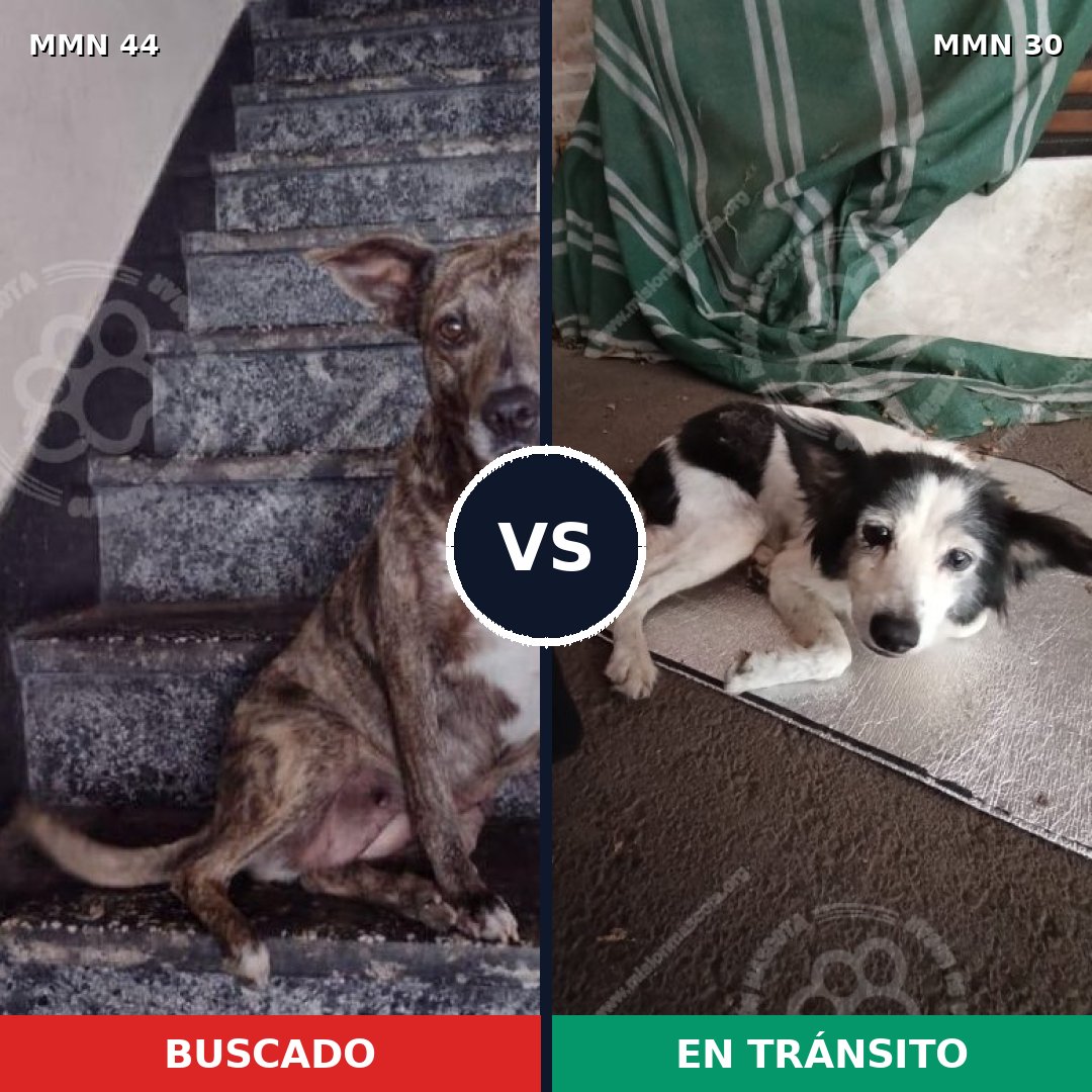 Comparativa MMS 1817: mascota perdida y mascota encontrada, 72% de similitud