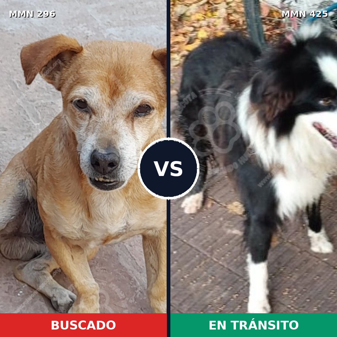 Comparativa MMS 18171: mascota perdida y mascota encontrada, 65% de similitud