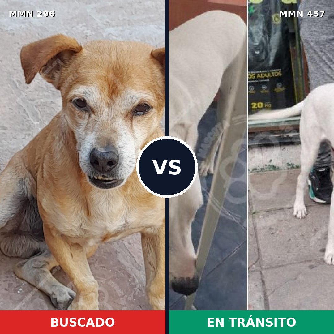 Comparativa MMS 18175: mascota perdida y mascota encontrada, 79% de similitud