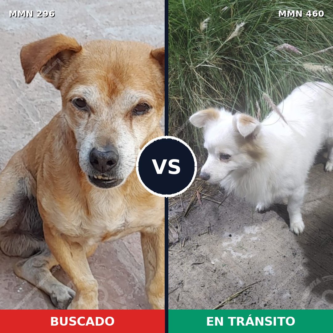 Comparativa MMS 18176: mascota perdida y mascota encontrada, 66% de similitud