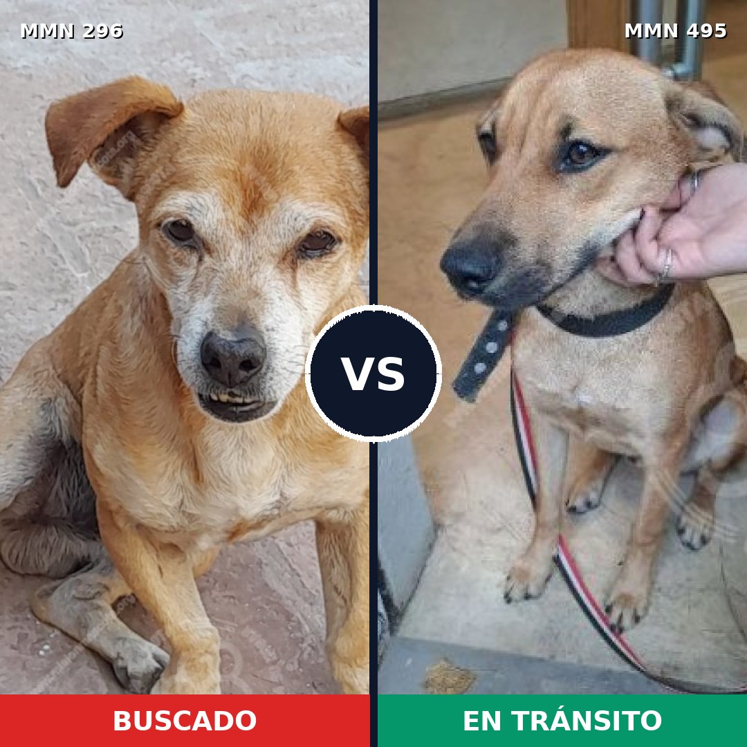 Comparativa MMS 18179: mascota perdida y mascota encontrada, 77% de similitud