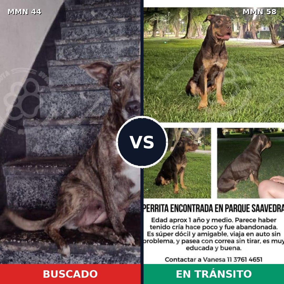 Comparativa MMS 1818: mascota perdida y mascota encontrada, 61% de similitud