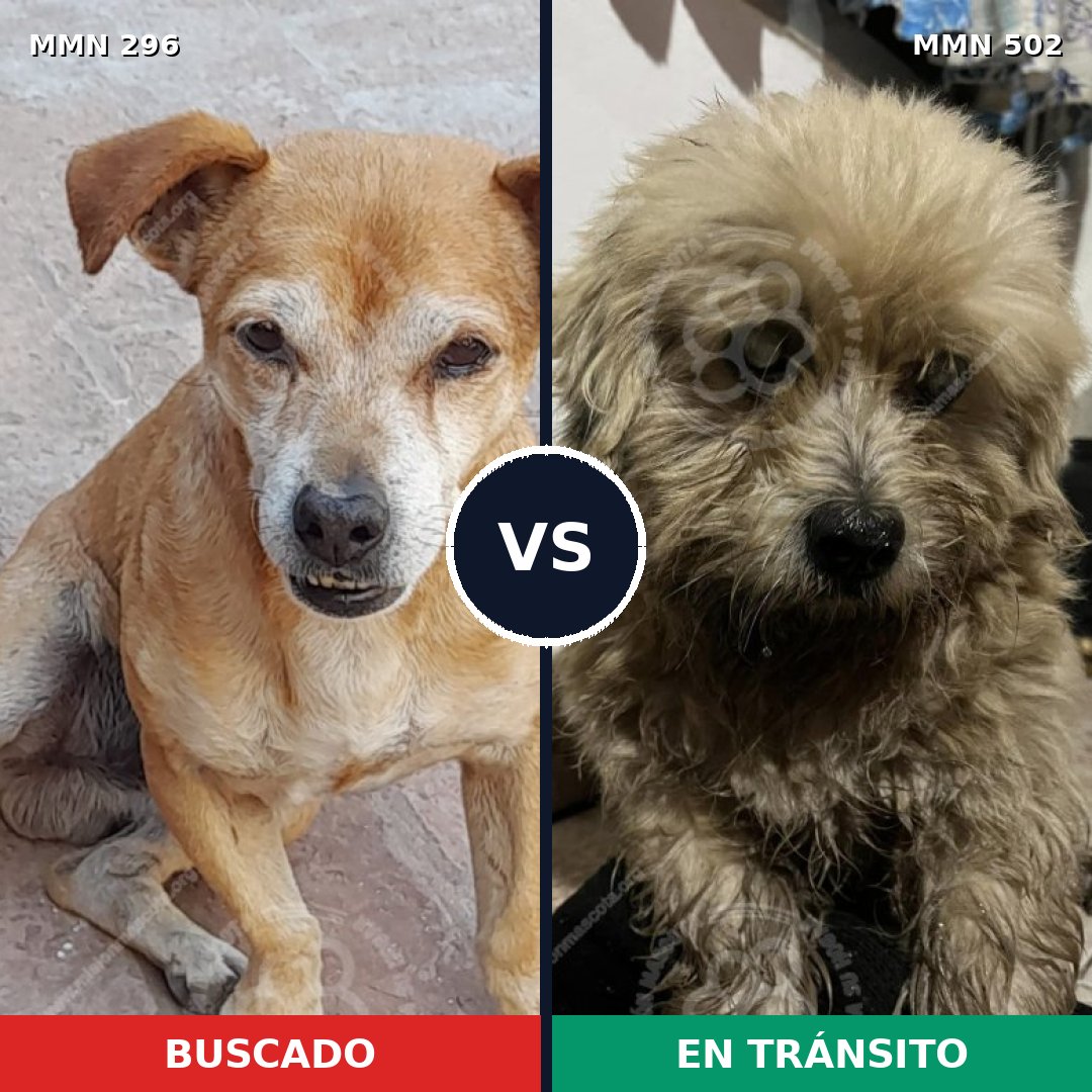 Comparativa MMS 18180: mascota perdida y mascota encontrada, 63% de similitud