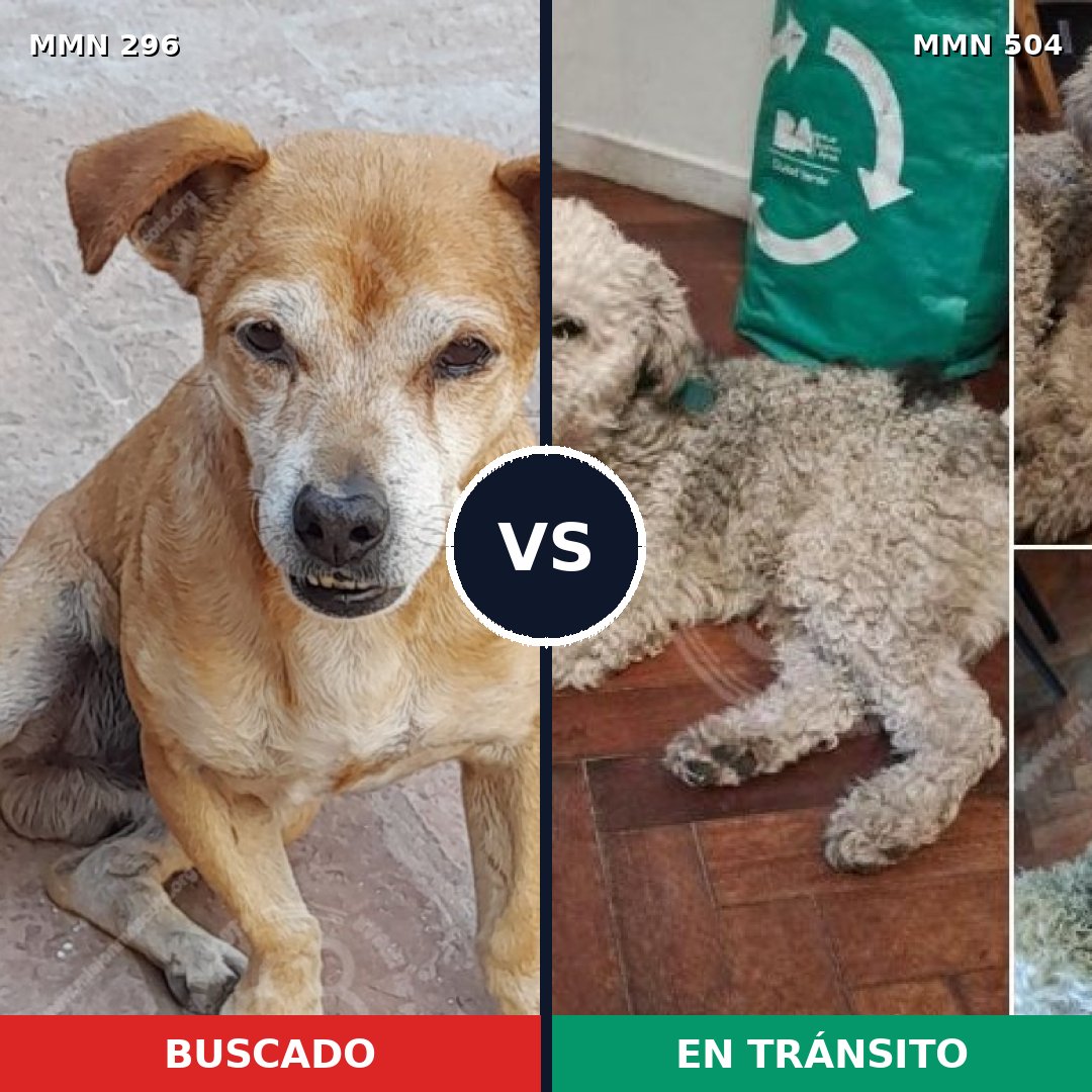 Comparativa MMS 18181: mascota perdida y mascota encontrada, 41% de similitud