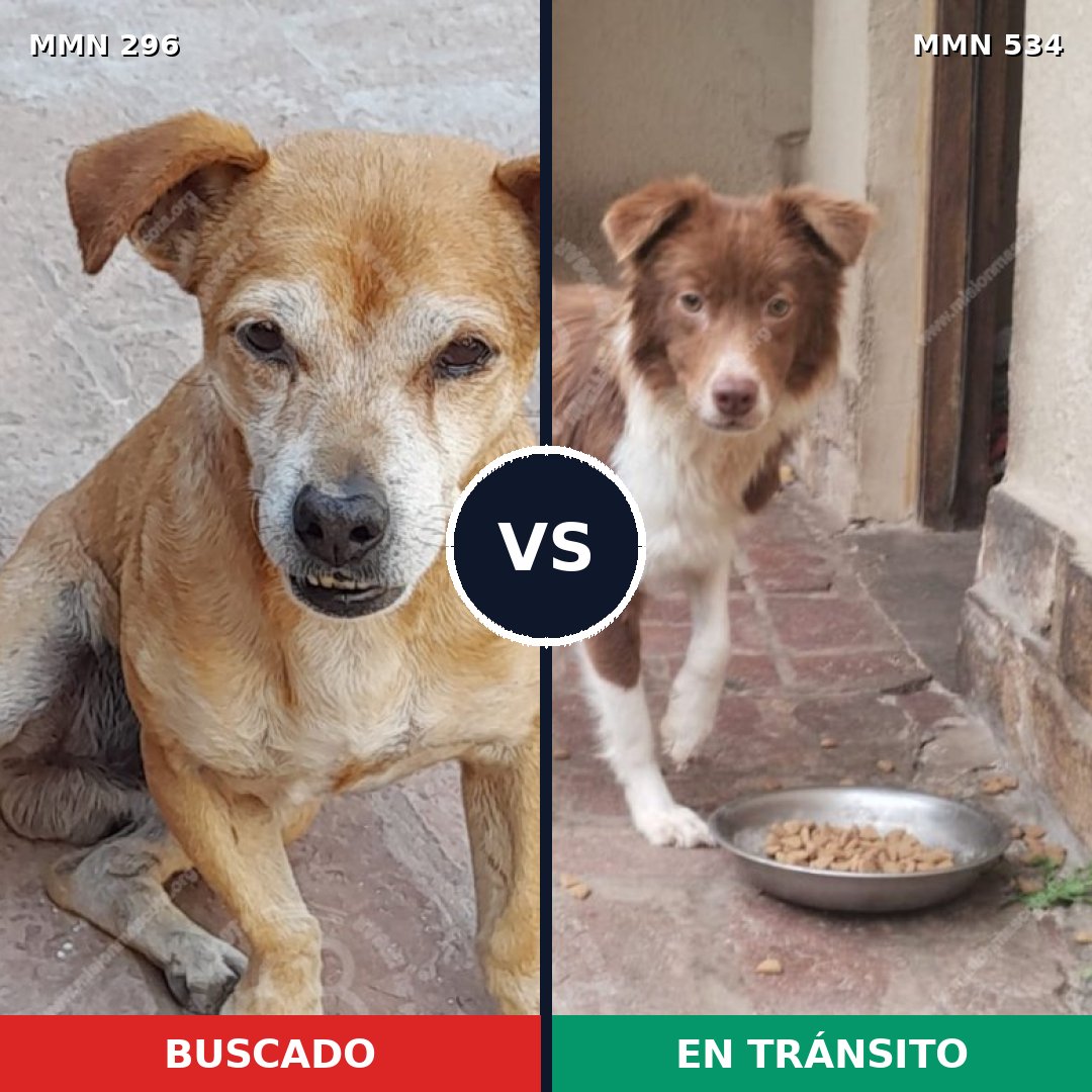 Comparativa MMS 18183: mascota perdida y mascota encontrada, 72% de similitud