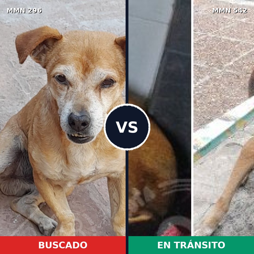 Comparativa MMS 18184: mascota perdida y mascota encontrada, 60% de similitud