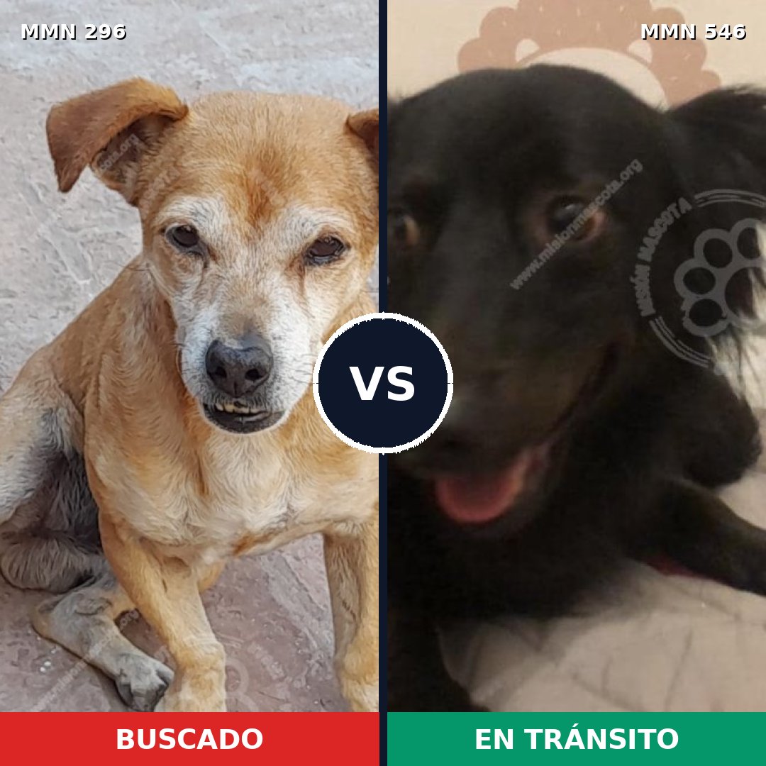 Comparativa MMS 18185: mascota perdida y mascota encontrada, 58% de similitud