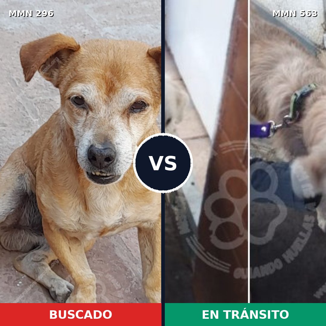Comparativa MMS 18186: mascota perdida y mascota encontrada, 41% de similitud