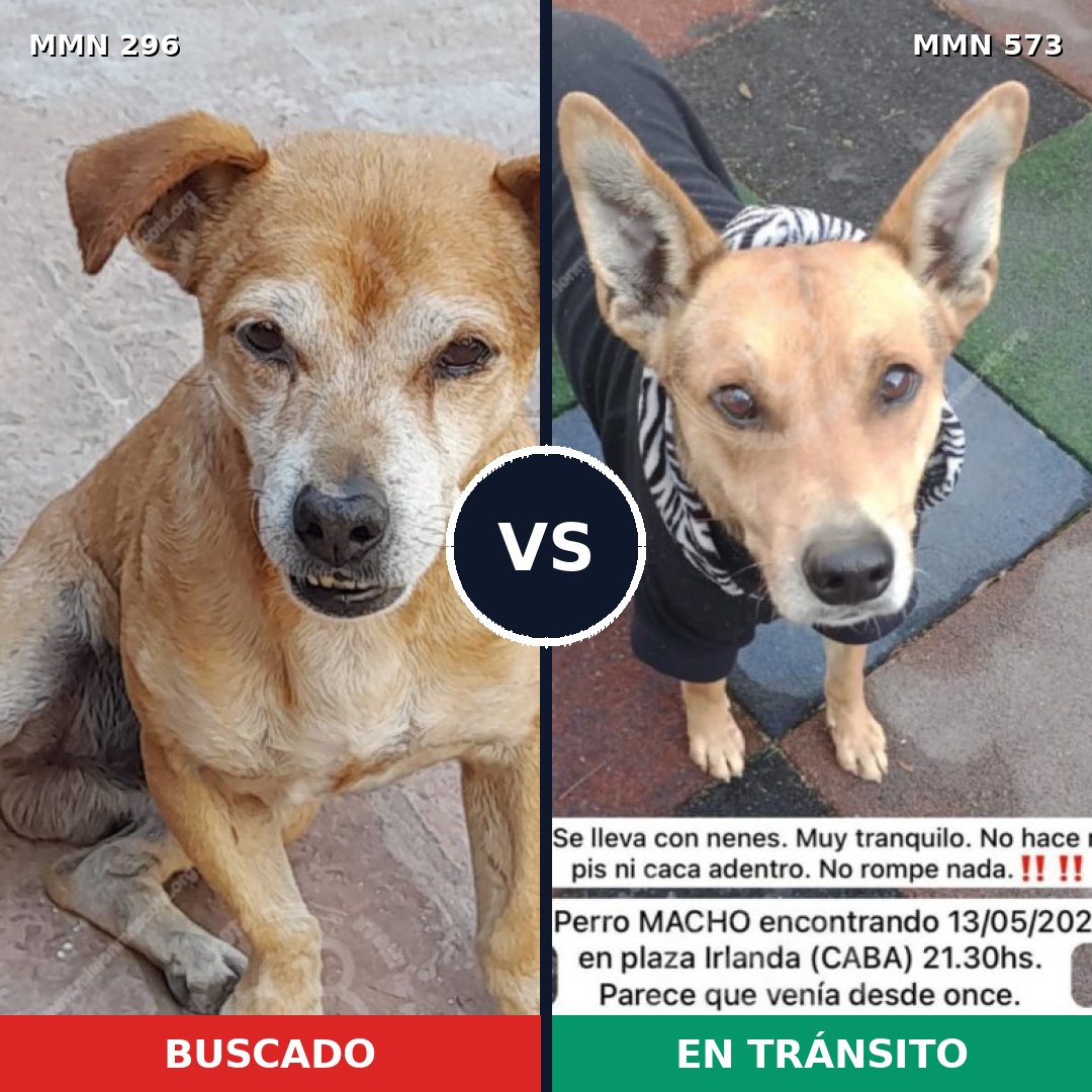 Comparativa MMS 18187: mascota perdida y mascota encontrada, 73% de similitud