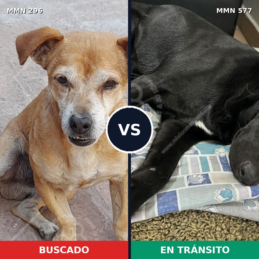 Comparativa MMS 18188: mascota perdida y mascota encontrada, 76% de similitud