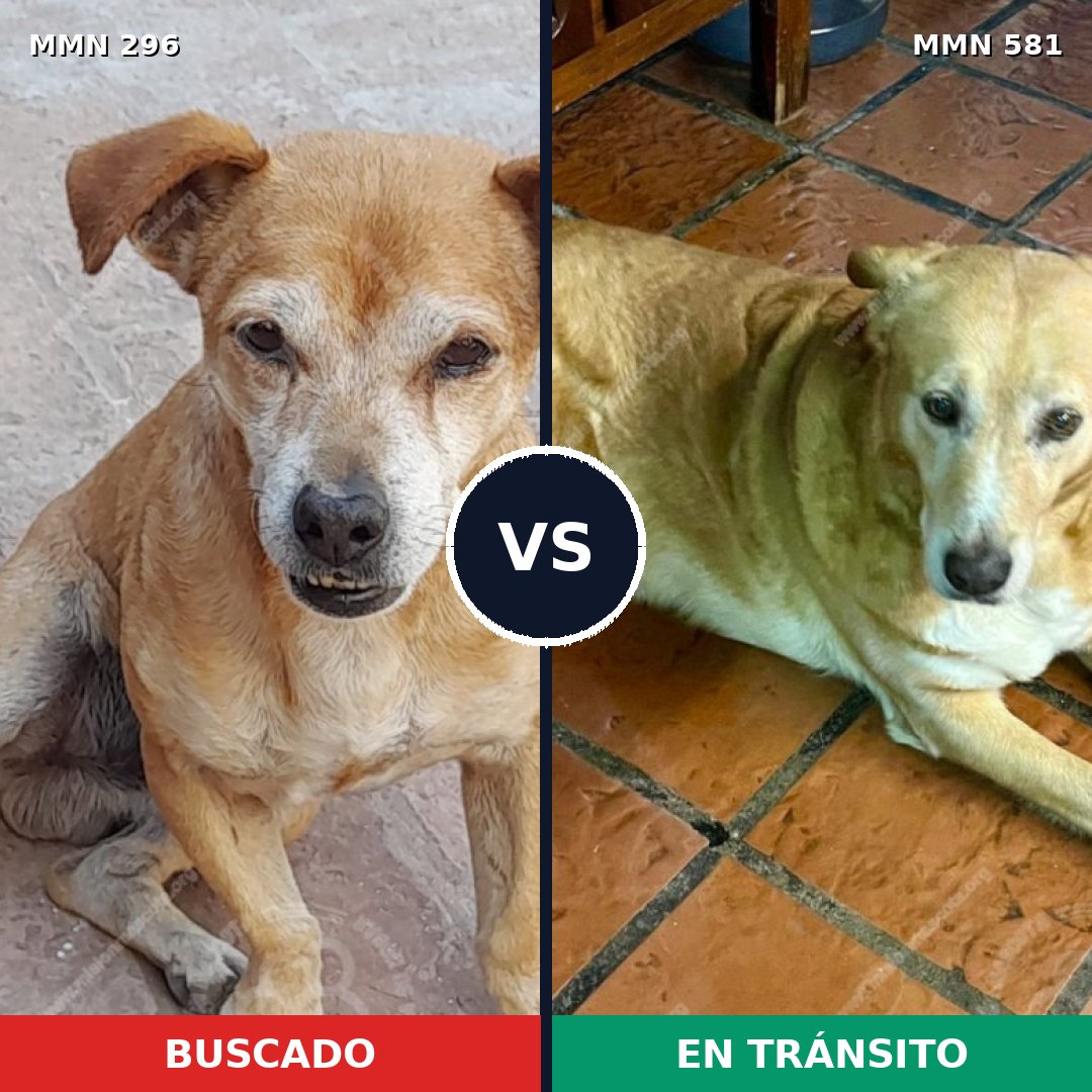 Comparativa MMS 18189: mascota perdida y mascota encontrada, 67% de similitud
