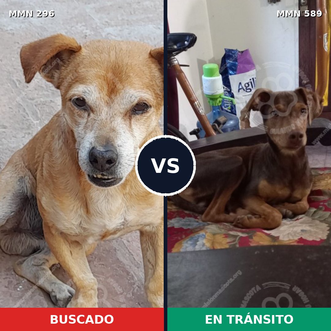 Comparativa MMS 18190: mascota perdida y mascota encontrada, 48% de similitud