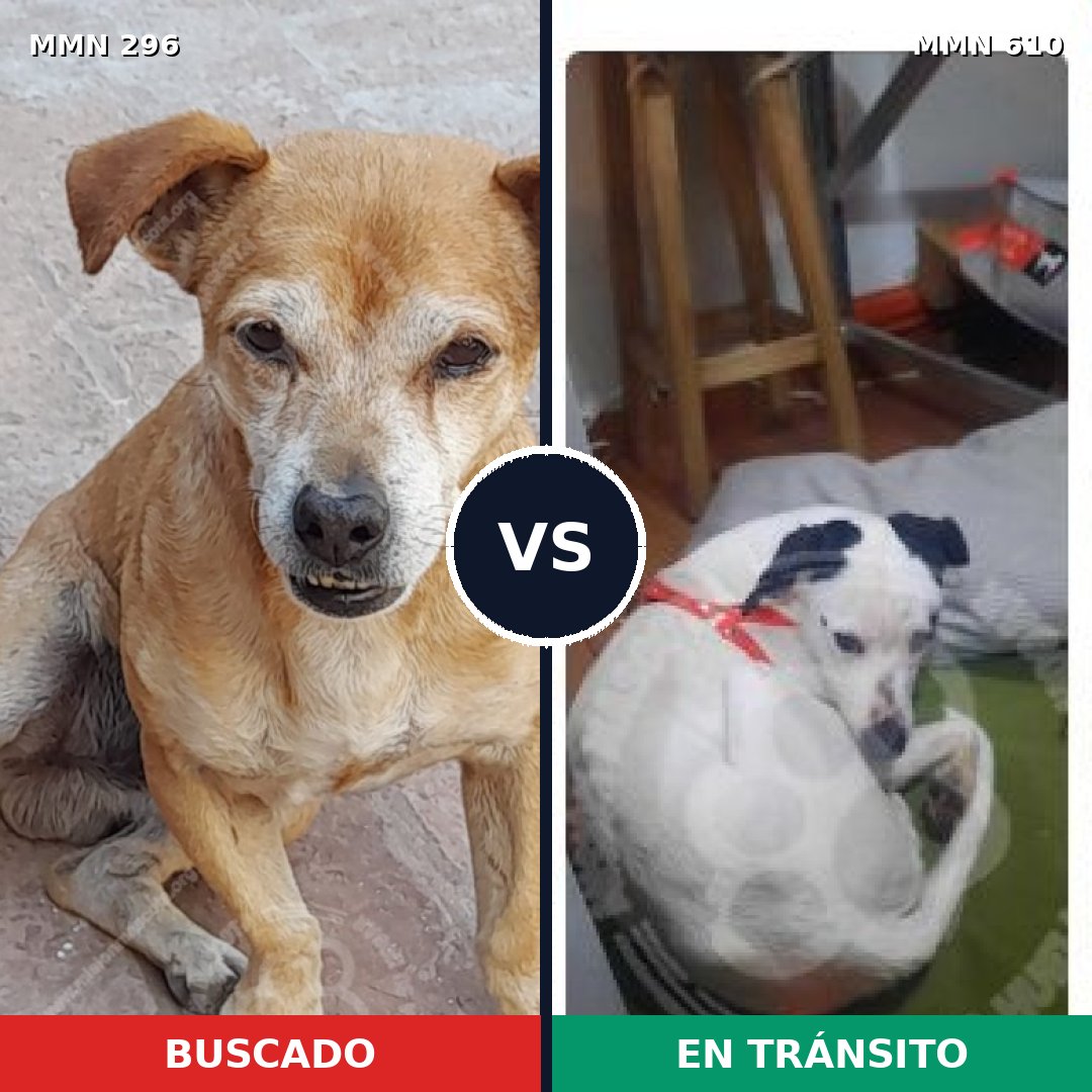 Comparativa MMS 18191: mascota perdida y mascota encontrada, 75% de similitud