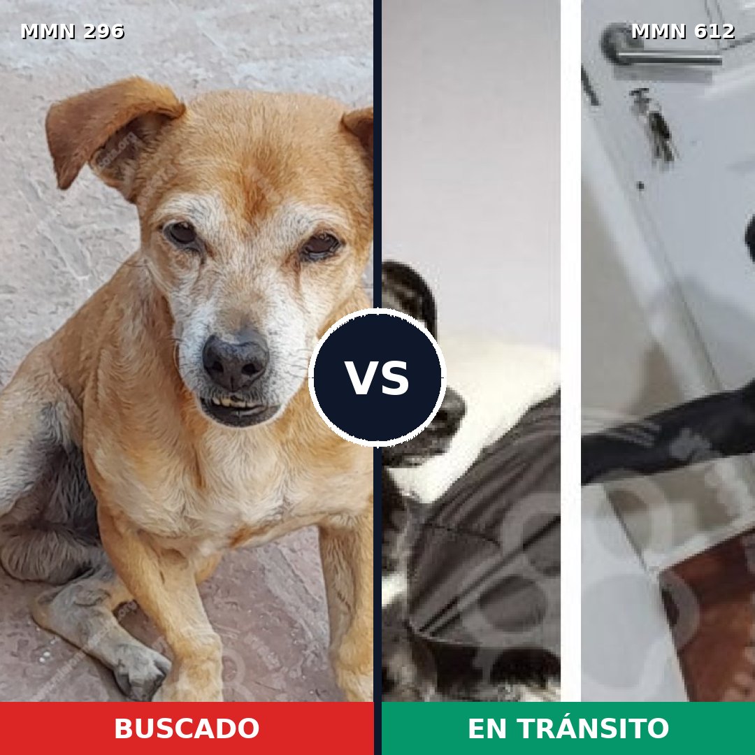 Comparativa MMS 18192: mascota perdida y mascota encontrada, 76% de similitud